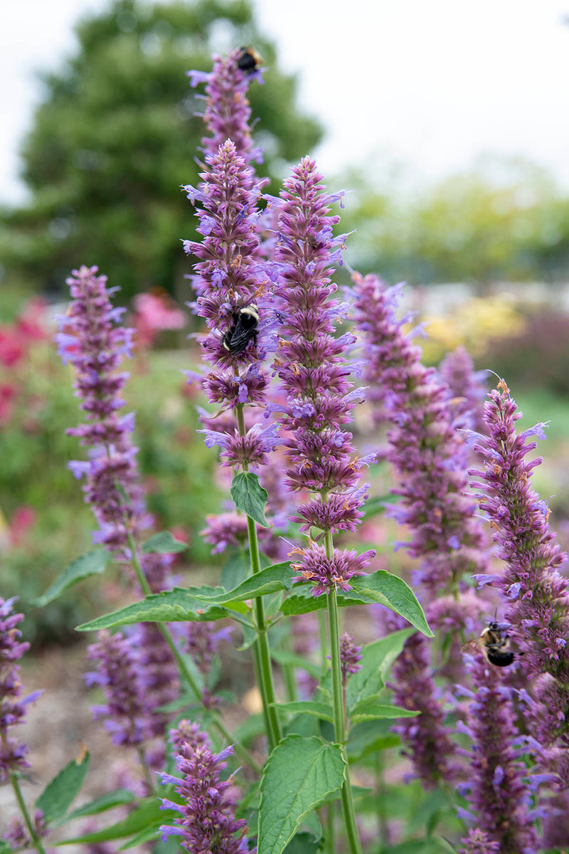 Agastache Blue Boa - Quart