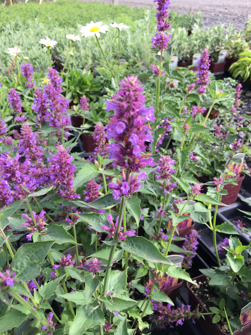 Agastache Blue Boa - Quart