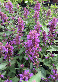 Agastache Blue Boa - Quart
