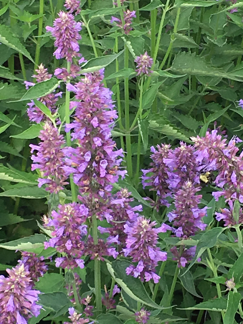 Agastache Blue Boa - Quart