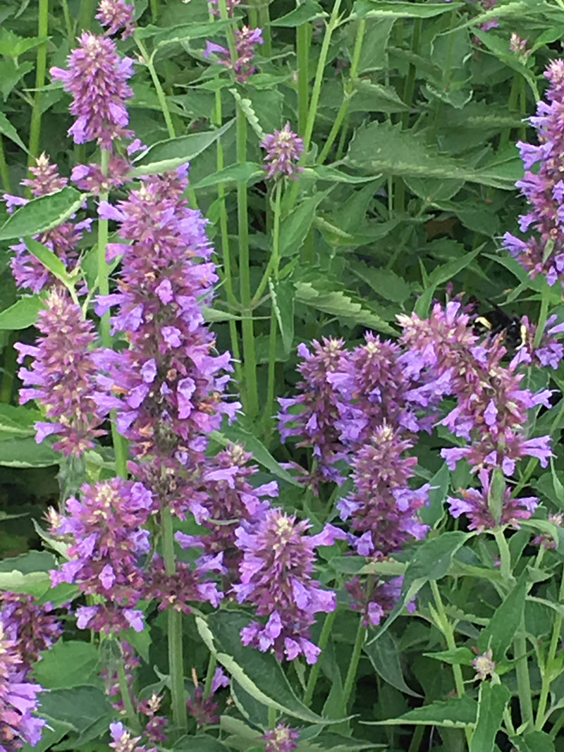 Agastache Blue Boa - Quart