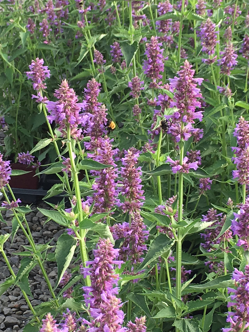 Agastache Blue Boa - Quart