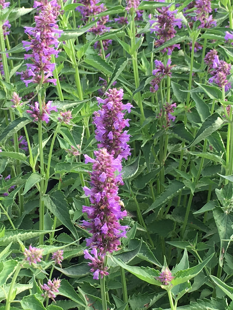 Agastache Blue Boa - Quart