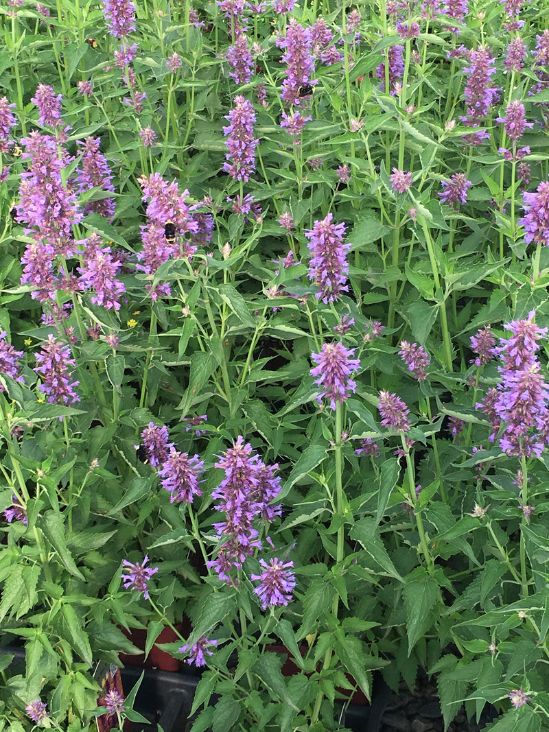 Agastache Blue Boa - Quart