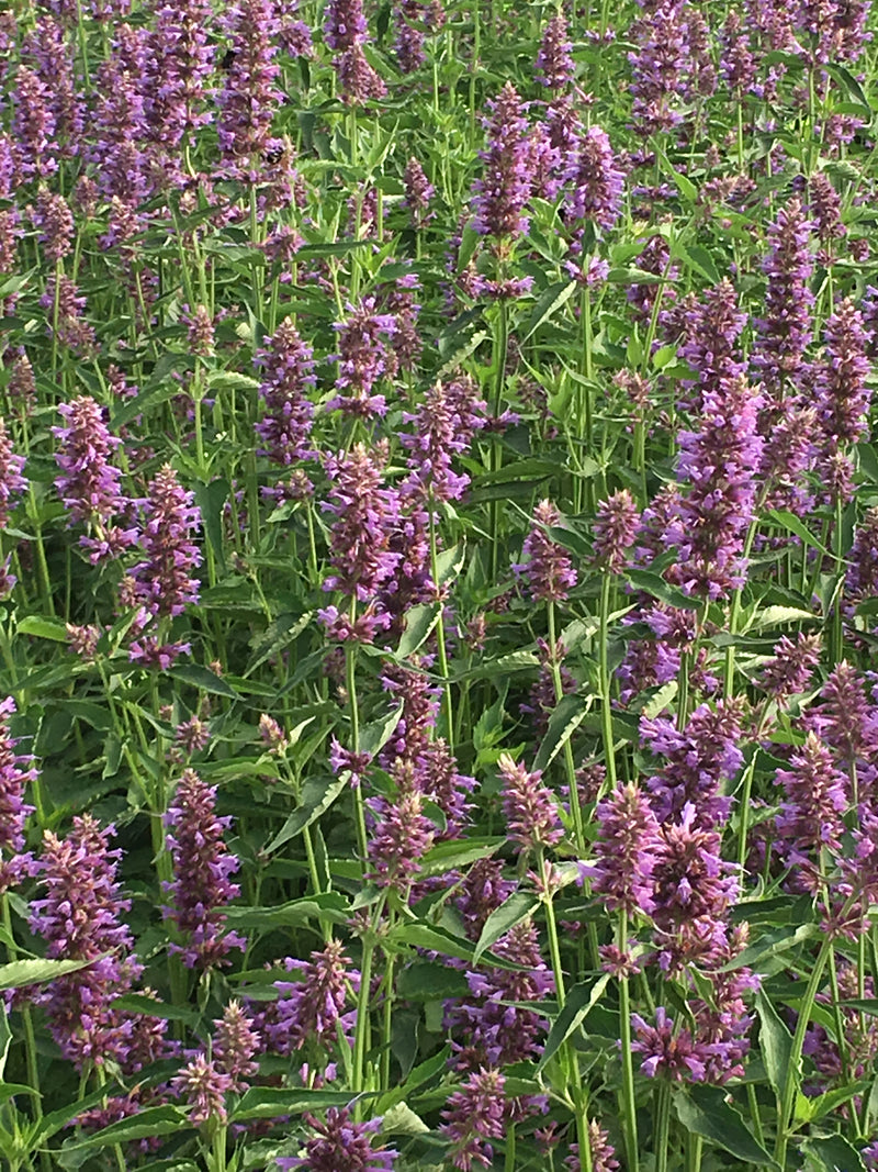 Agastache Blue Boa - Quart