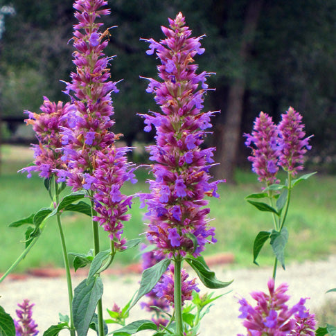 Agastache Blue Blazes - 1 Gallon