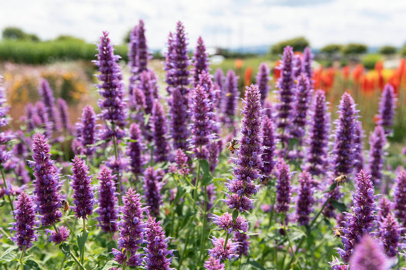 Agastache Blue Blazes - 1 Gallon