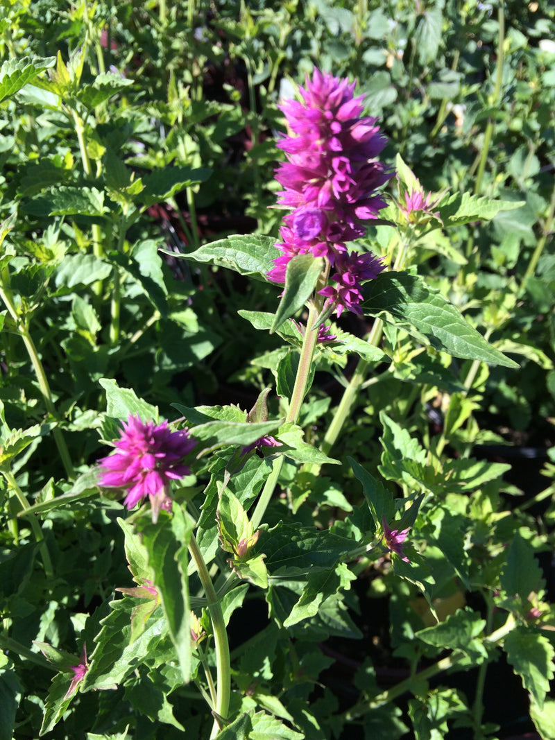 Agastache Blue Blazes - 1 Gallon