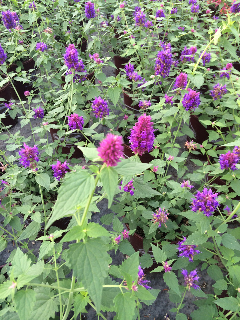 Agastache Blue Blazes - 1 Gallon