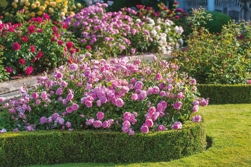 Rose David Austin Harlow Carr Bareroot