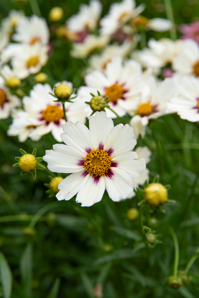 Coreopsis Big Bang Star Cluster - 1 Gallon