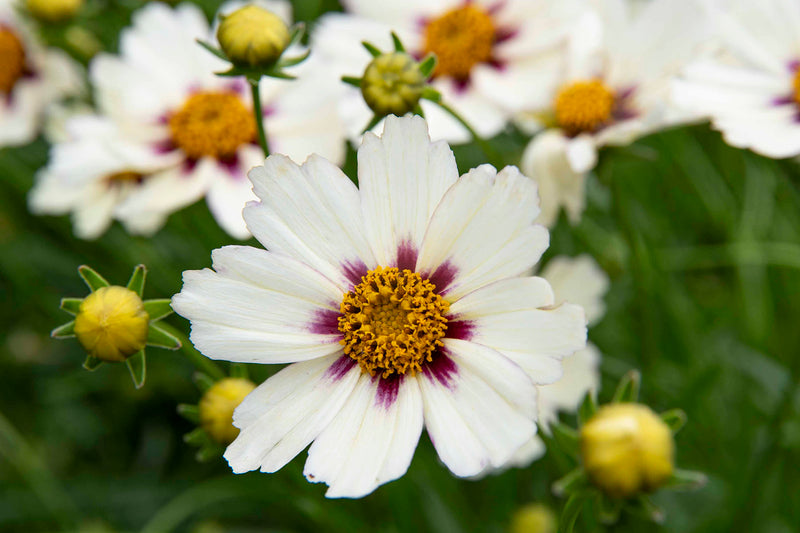 Coreopsis Big Bang Star Cluster - 1 Gallon