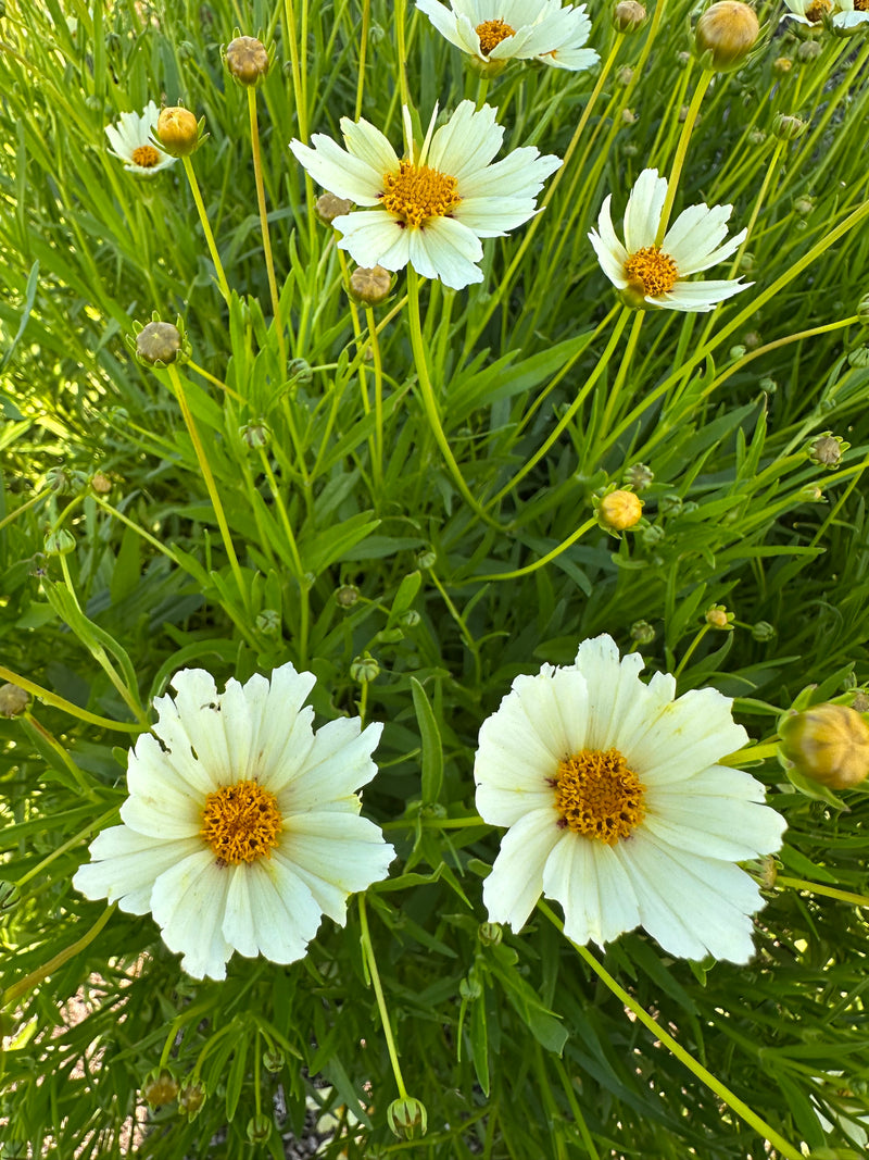 Coreopsis Big Bang Star Cluster - 1 Gallon