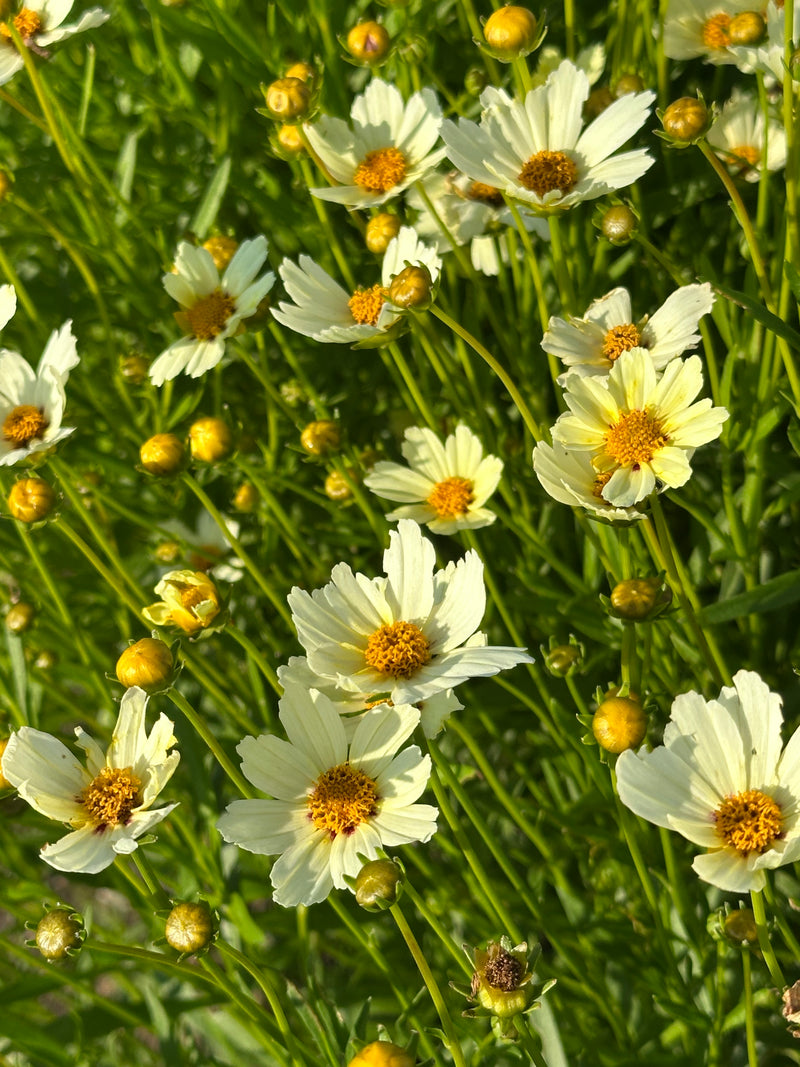 Coreopsis Big Bang Star Cluster - 1 Gallon