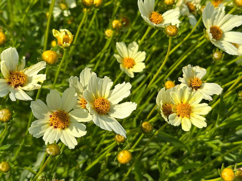 Coreopsis Big Bang Star Cluster - 1 Gallon