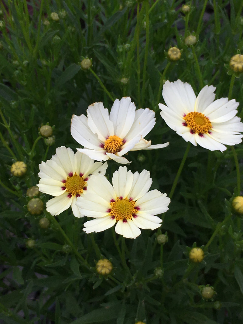 Coreopsis Big Bang Star Cluster - 1 Gallon