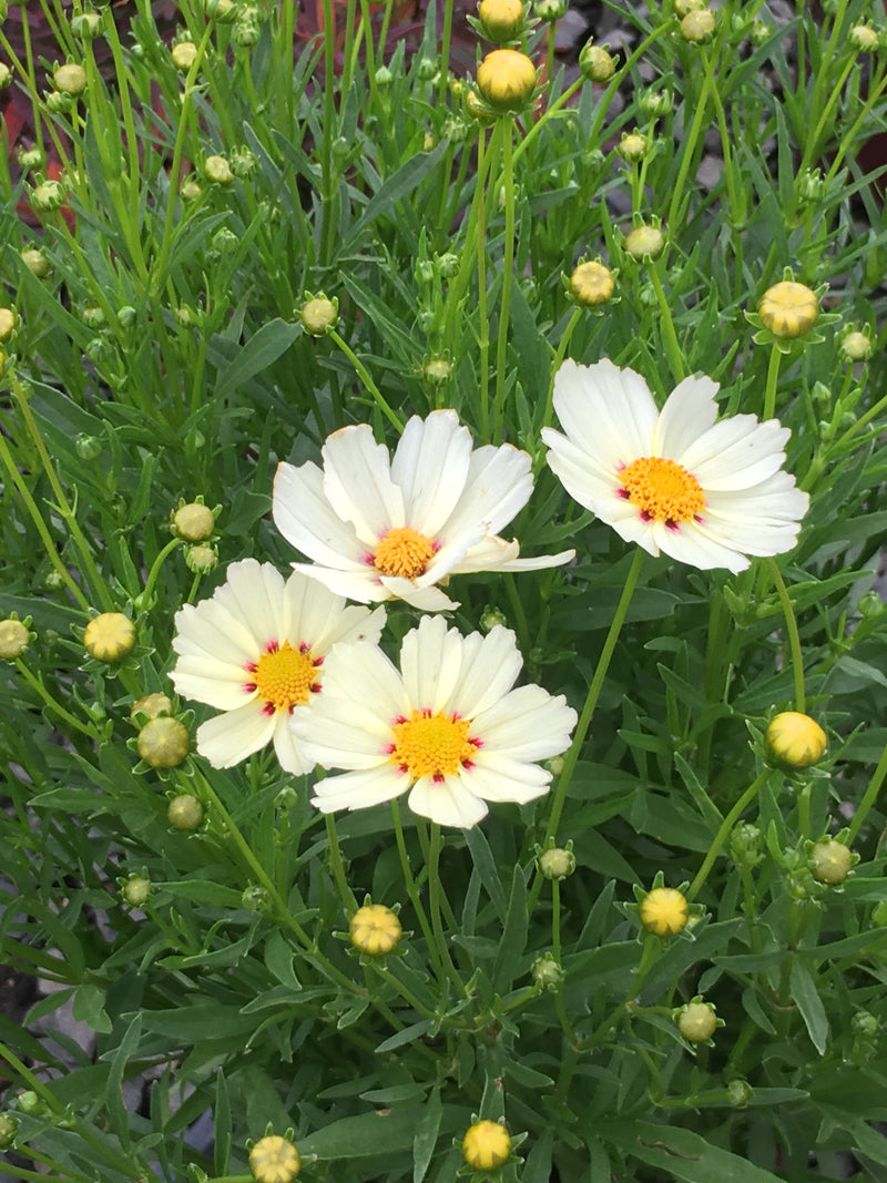 Coreopsis Big Bang Star Cluster - 1 Gallon