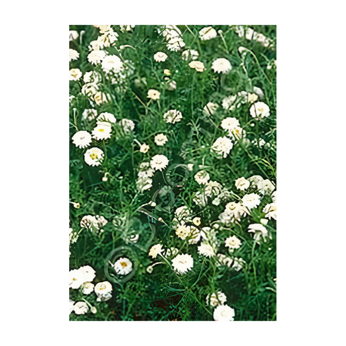 CLASS: The Green Carpet - Designing with Ground Cover