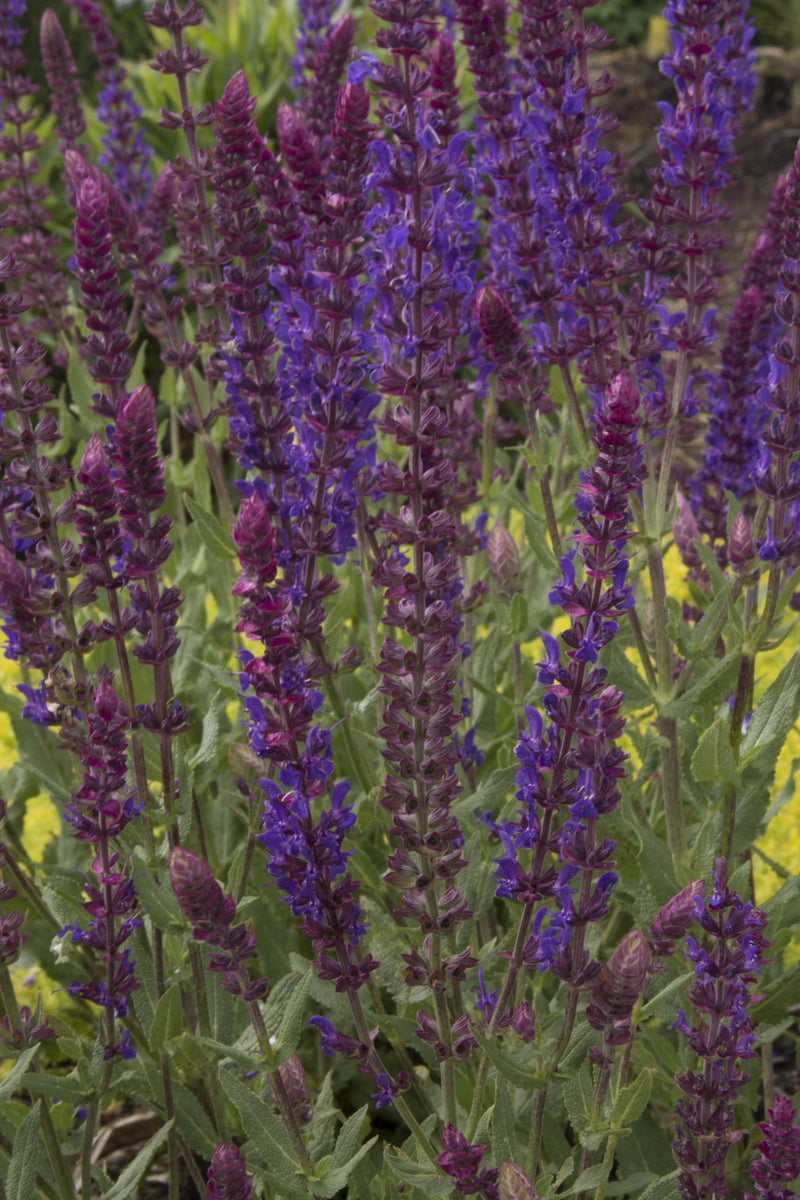 Salvia Burgundy Candles - 1 Gallon