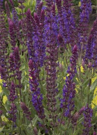 Salvia Burgundy Candles - 1 Gallon