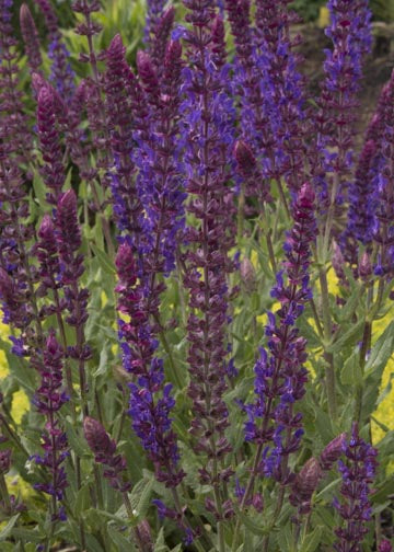 Salvia Burgundy Candles - 1 Gallon