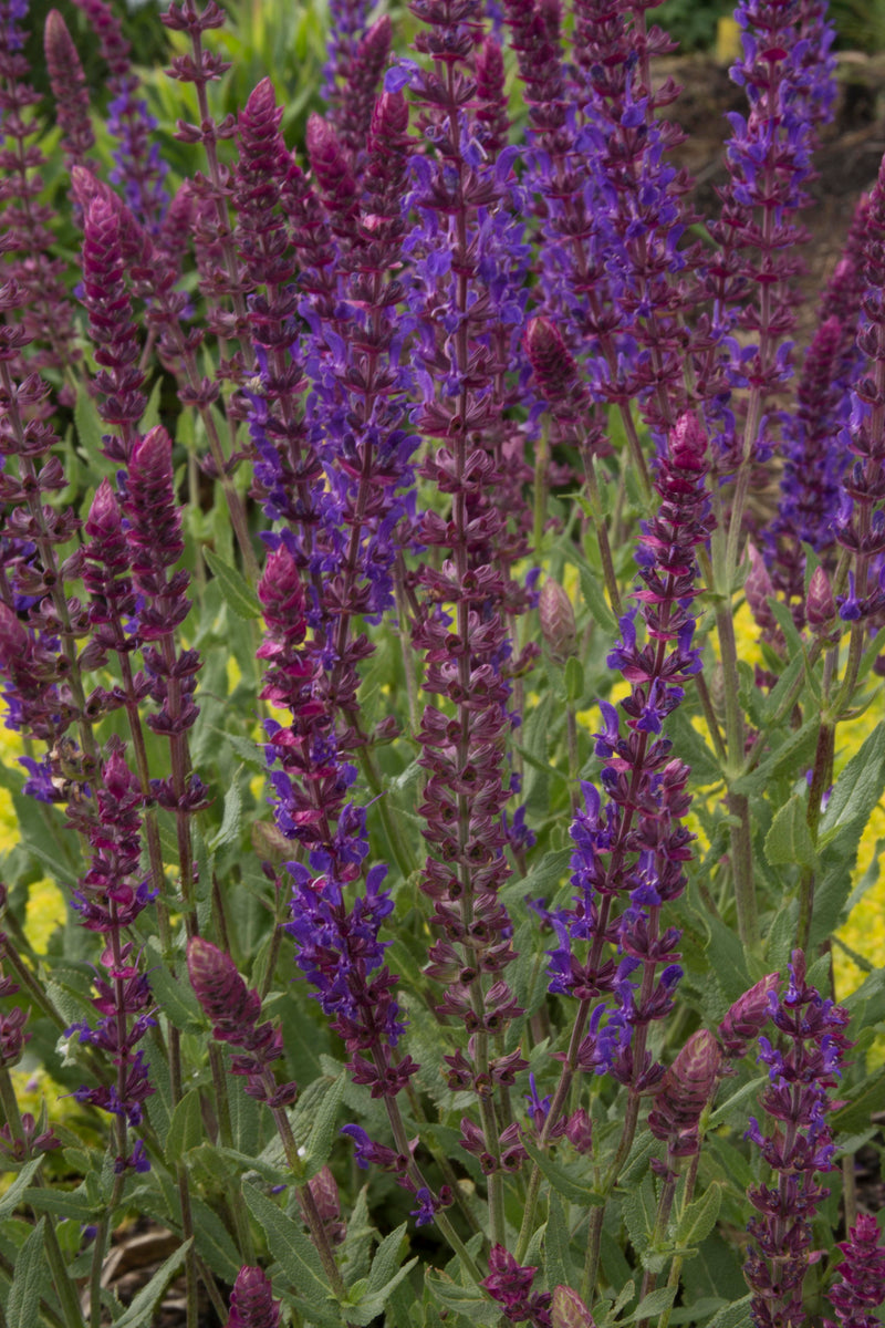 Salvia Burgundy Candles - 1 Gallon