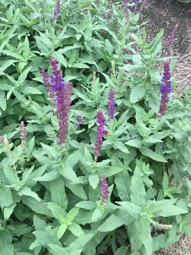 Salvia Burgundy Candles - 1 Gallon