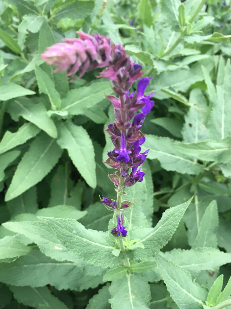 Salvia Burgundy Candles - 1 Gallon