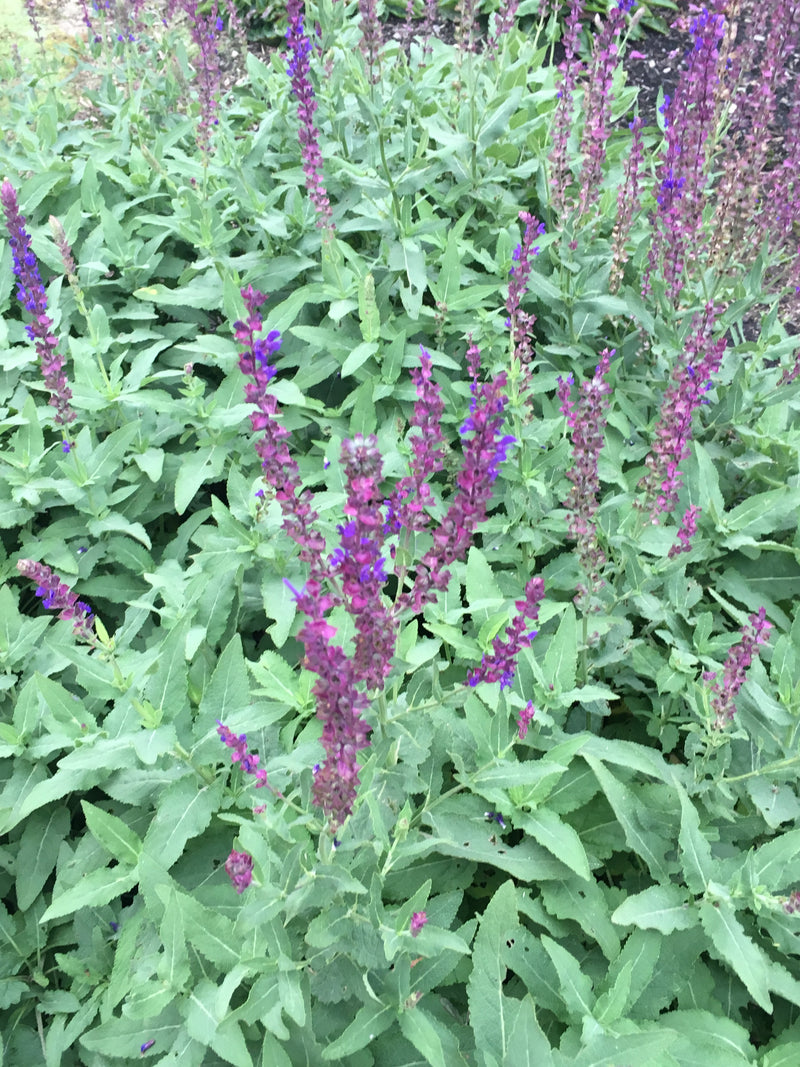 Salvia Burgundy Candles - 1 Gallon