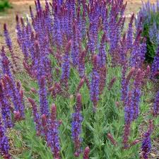 Salvia Burgundy Candles - 1 Gallon