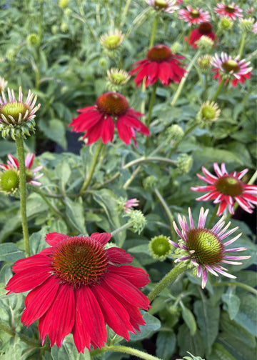 Echinacea Sombrero Salsa Red - 1 Gallon