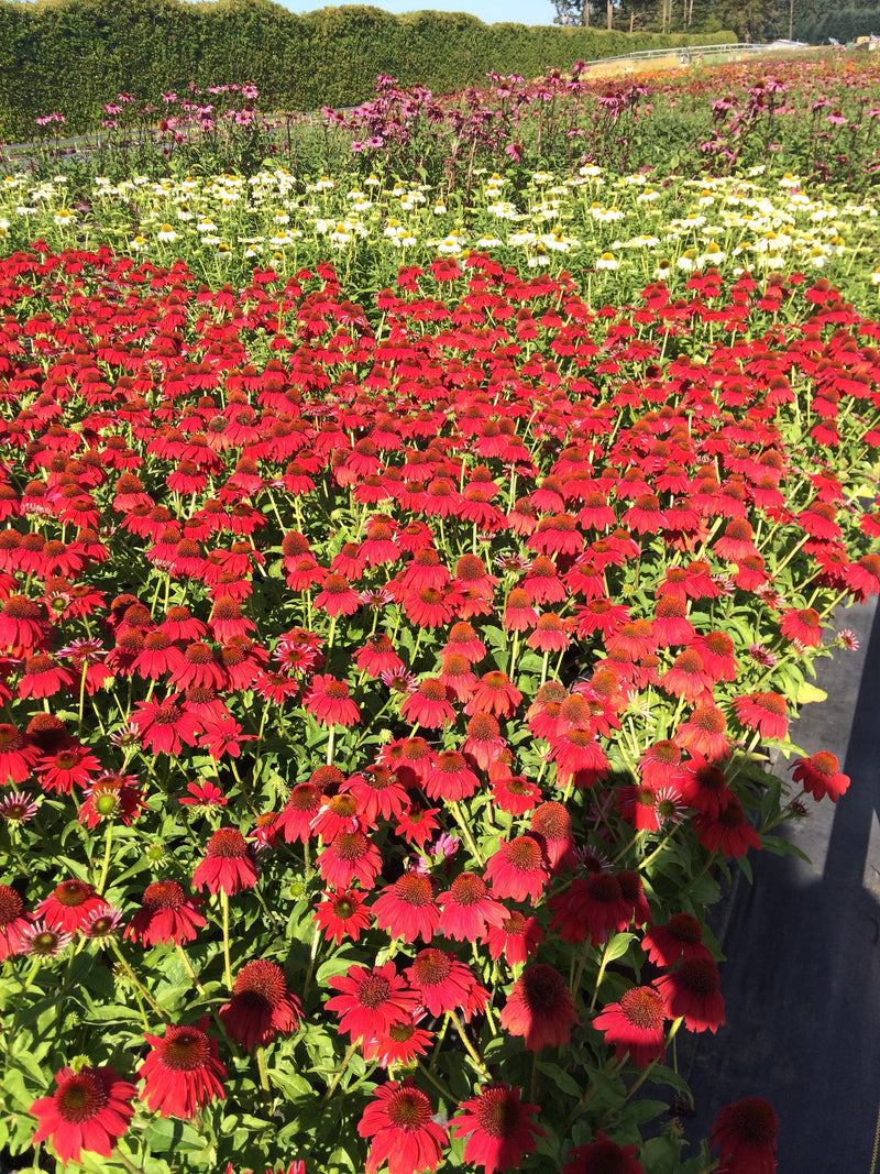 Echinacea Sombrero Salsa Red - 1 Gallon