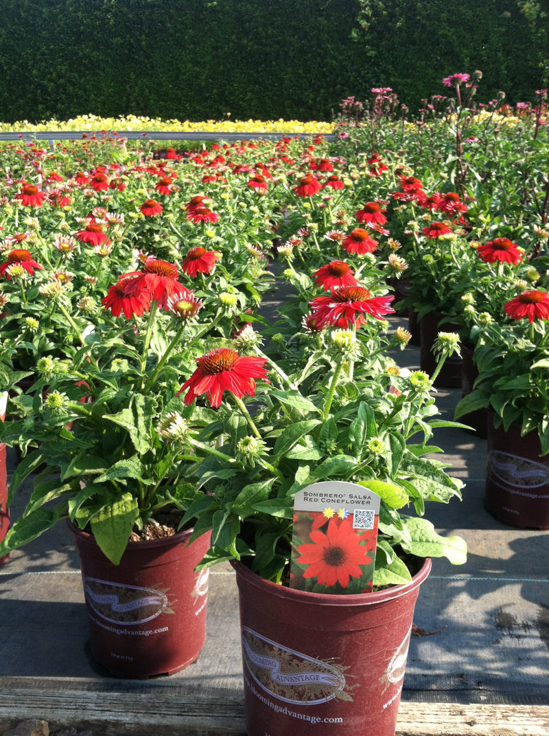 Echinacea Sombrero Salsa Red - 1 Gallon