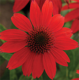 Echinacea Sombrero Salsa Red - 1 Gallon