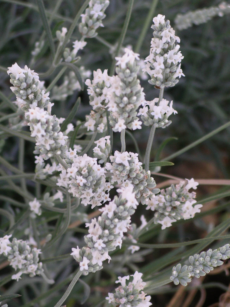 Lavender Alba - 1 Gallon