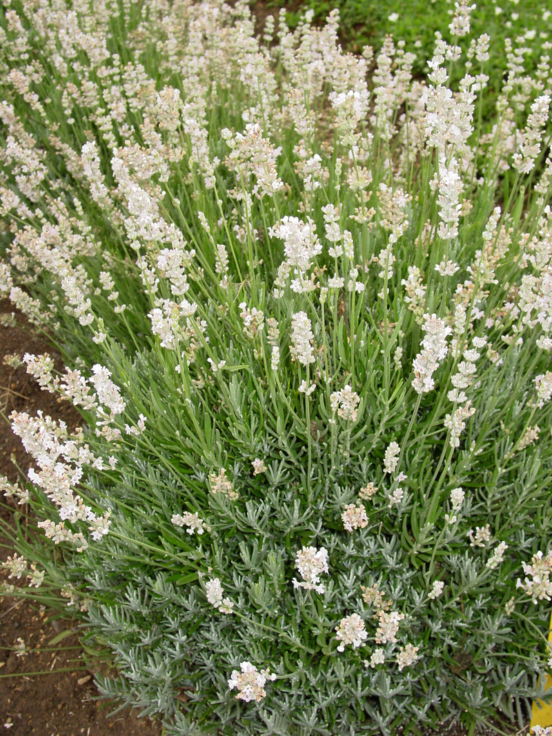 Lavender Alba - 1 Gallon