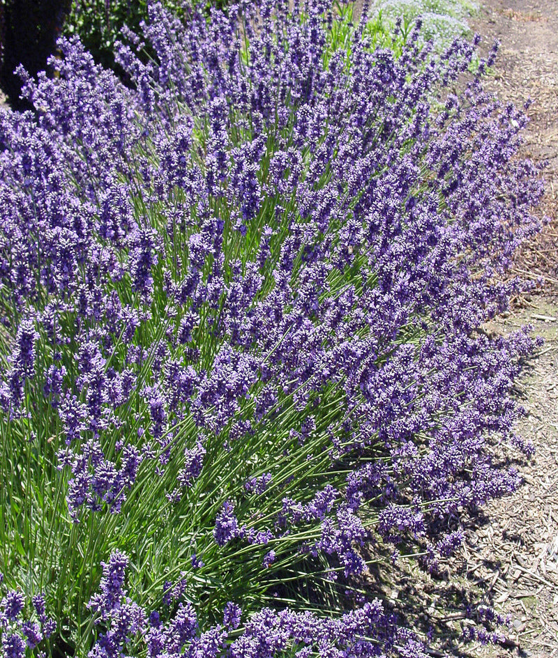 Lavender Munstead - 1 Gallon