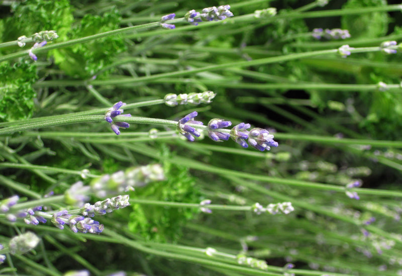 Lavender Munstead - 1 Gallon