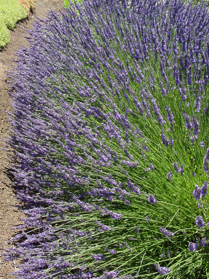 Lavender Grosso - Quart