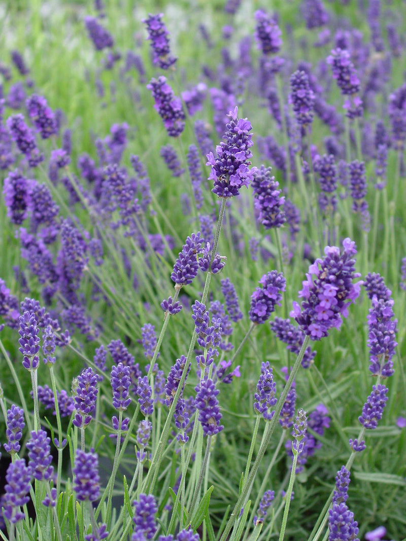 Lavender Hidcote - Quart