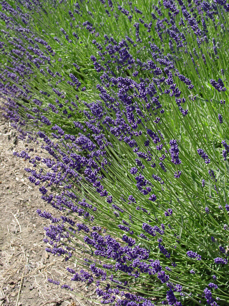 lavender hidcote companion plants Lavender Hidcote