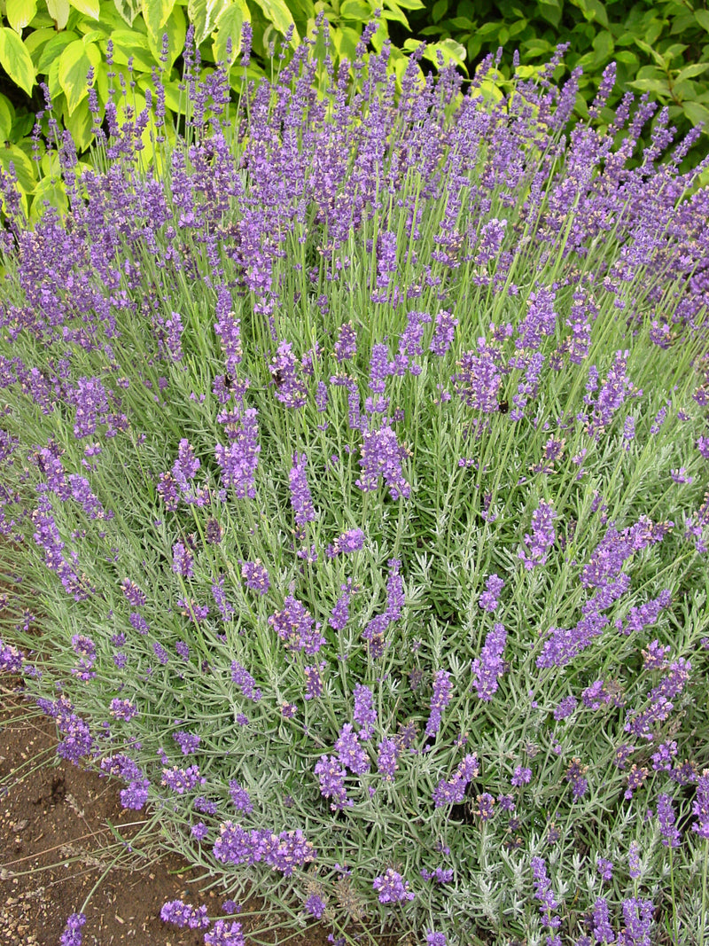 Lavender Hidcote - Quart