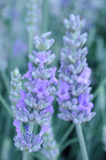 Lavender Provence - 1 Gallon