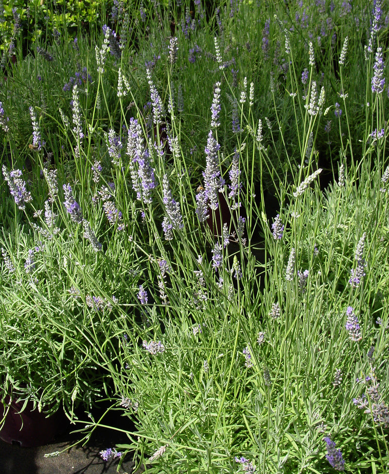lavender with long flower stems Lavender Provence