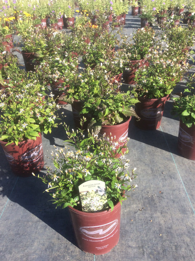 Aster Eastern Star - 1 Gallon