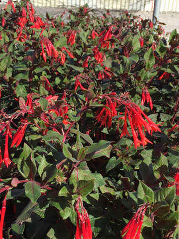 Fuchsia Gartenmeister - 1 Gallon