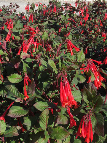 Fuchsia Gartenmeister - Quart