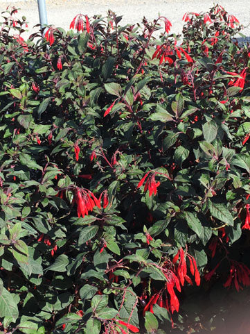 Fuchsia Gartenmeister - Quart