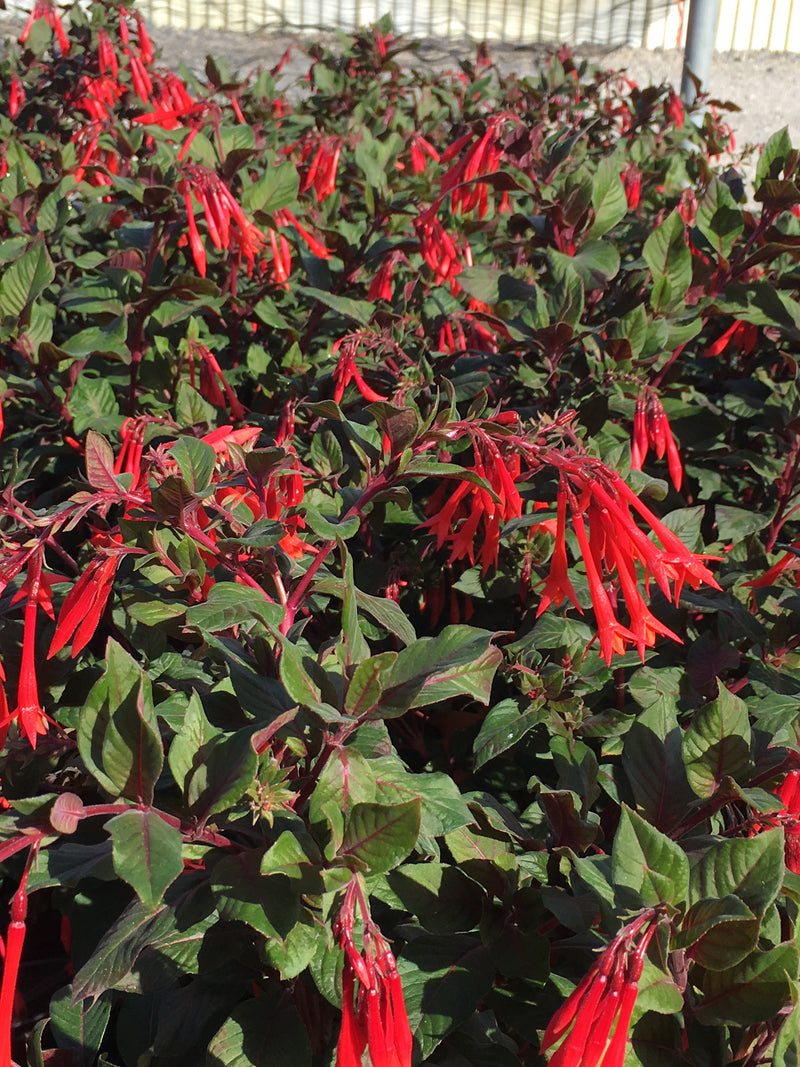 Fuchsia Gartenmeister - Quart