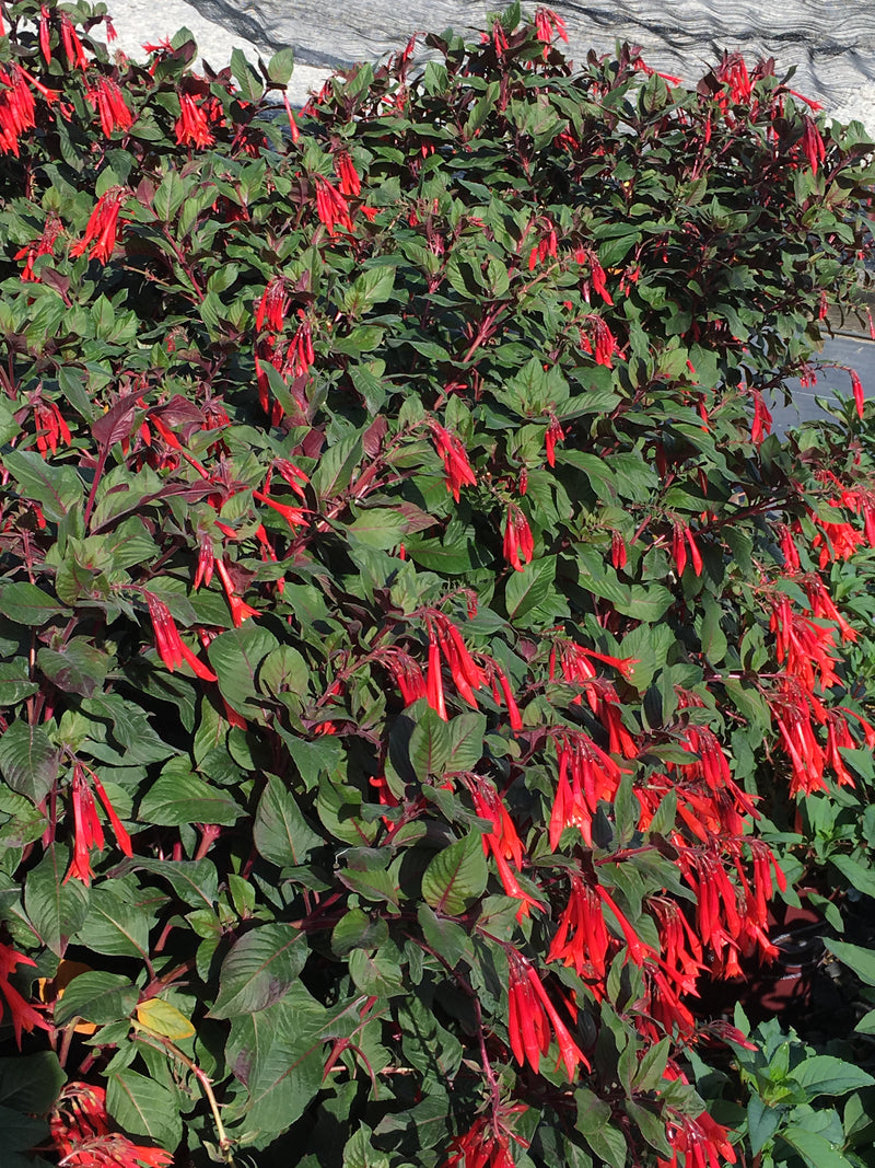 Fuchsia Gartenmeister - Quart